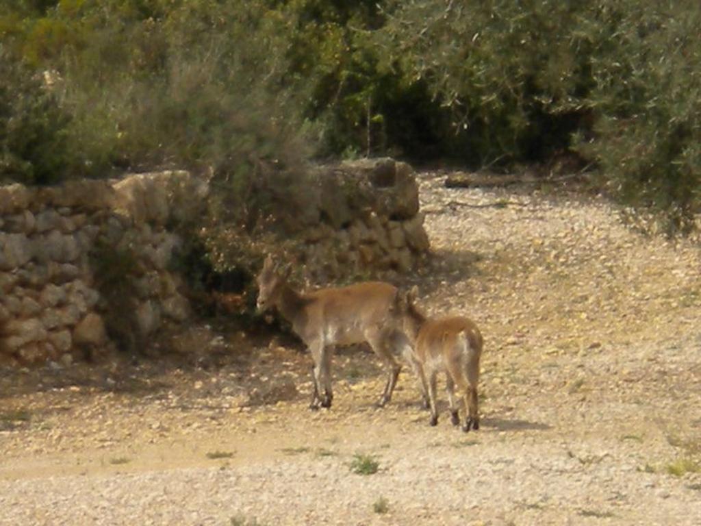 Casa Rural El Planet De Maella Casa Rural En Castellon Casa Rural Con Jacuzzi Casa Rural En Xert Casa Rural Cerca De Morella Chert ห้อง รูปภาพ